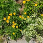 IMG-20210720-WA0012