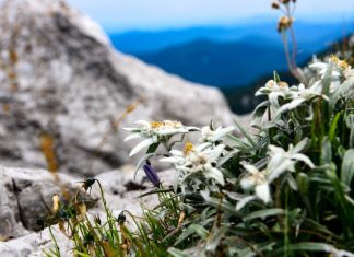 Otvorena izložba fotografija POGLEDI S PLANINA