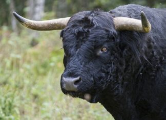 Dva filma u Napretkovom kulturnom centru